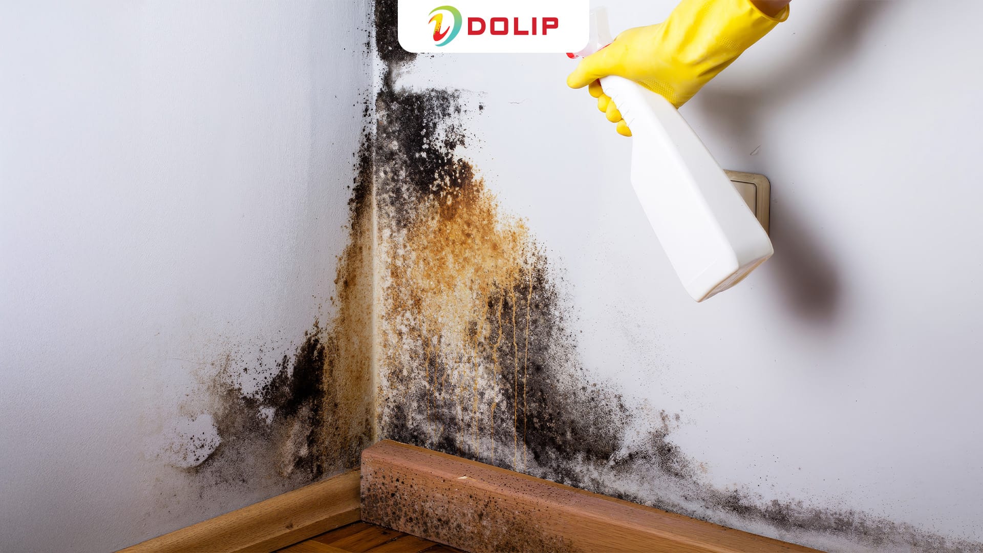 Loại bỏ vết nấm mốc